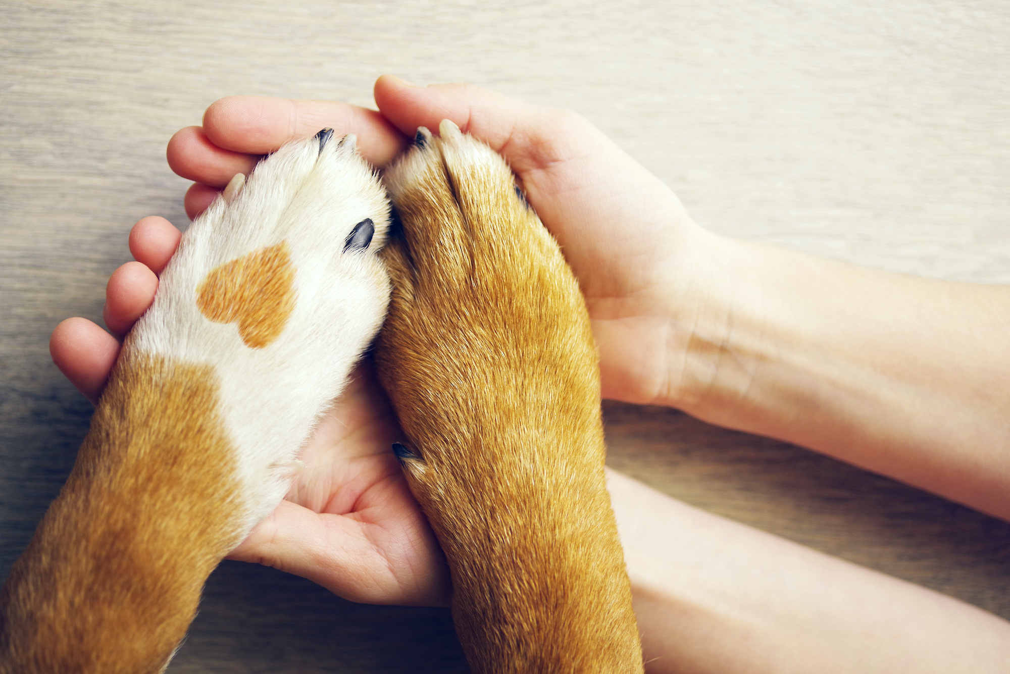 Take Care of Your Furry Friend with a Pet Trust